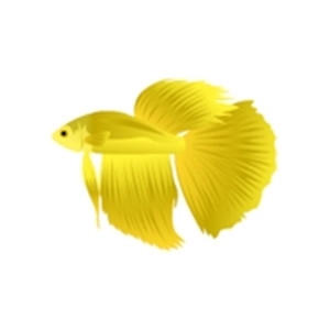 Golden Betta